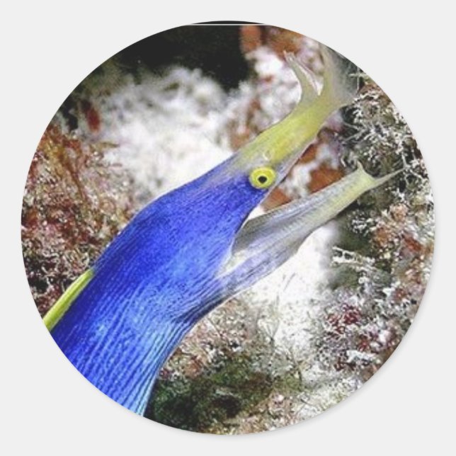 Pegatina Redonda Ela de cinta (Anverso)