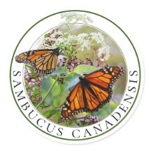 Elderberry Sambucus y Monarch Butterfly