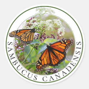 Pegatina Redonda Elderberry Sambucus y Monarch Butterfly