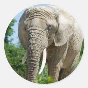 Pegatina Redonda Elefante