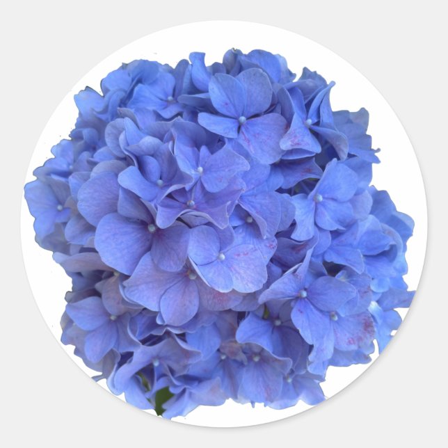Pegatina Redonda Elegante Blue periwinkle hidrangeas florales (Anverso)
