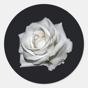Pegatina Redonda Elegante foto floral de rosa blanca
