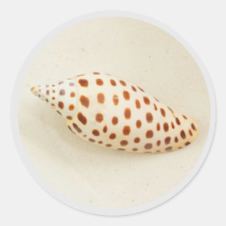 Pegatina Redonda Elegante foto tropical Junonia Florida Beach Shell