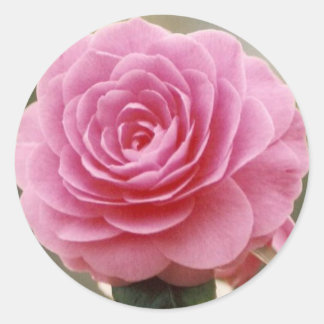 PEGATINA REDONDA ELEGANTE PINK ROSE