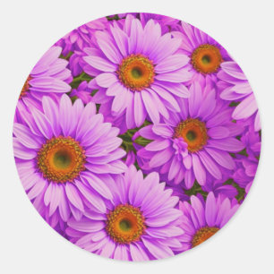 Pegatina Redonda Elegantes daisias florales de magenta rosa oscuro