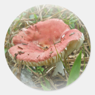 Pegatina Redonda Elementos coordinados de hongos rosados