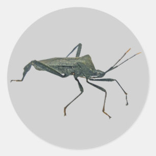 Pegatina Redonda Elementos de error (Reduviid) de asalto negro para