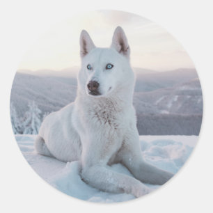 Pegatina Redonda Encantando Perro Husky Blanco en la nieve
