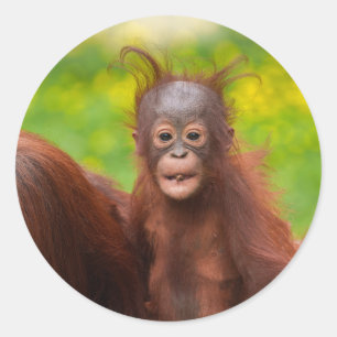 Pegatina Redonda Encanto peculiar de un bebé orangután