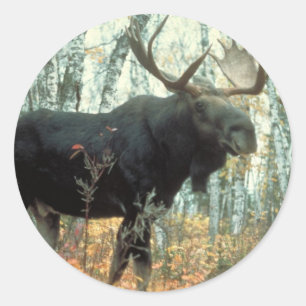 Pegatina Redonda Enorme Moose