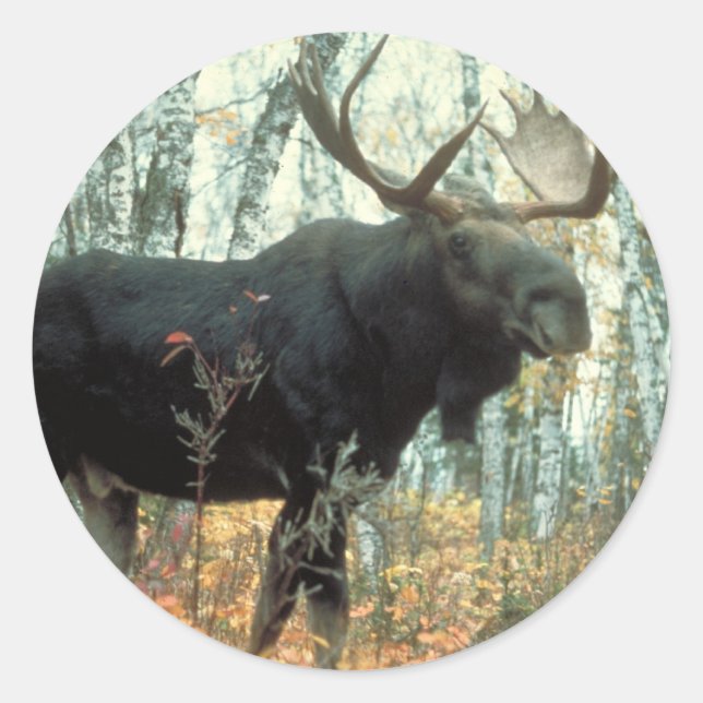 Pegatina Redonda Enorme Moose (Anverso)