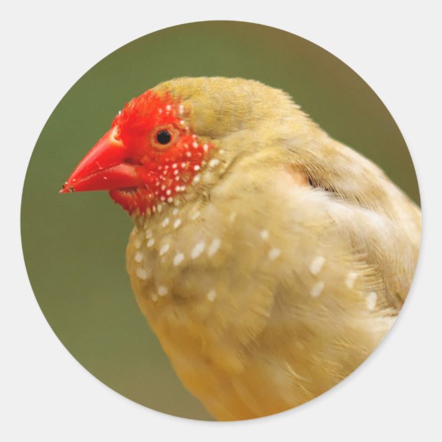 Pegatina Redonda ¡Eres una estrella! Finch (Anverso)