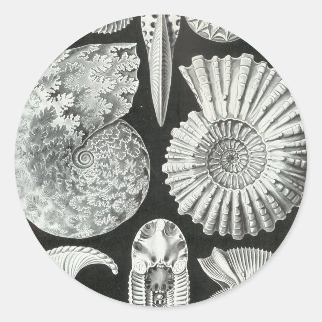 Pegatina Redonda Ernst Haeckel - Ammonitida (Anverso)