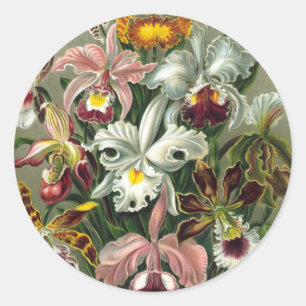 Pegatina Redonda Ernst Haeckel - Orchidae
