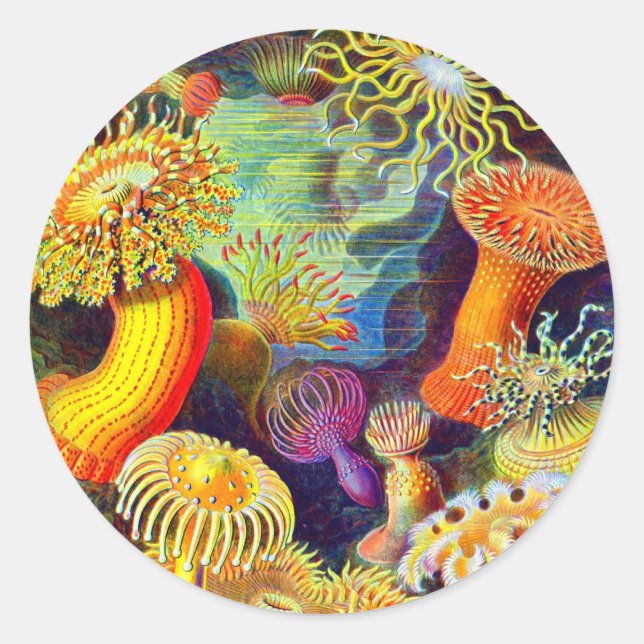 Pegatina Redonda Ernst Haeckel's Sea Anemones (Anverso)