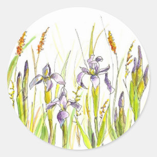 Pegatina Redonda Esbozo de acuarela de Iris púrpura silvestre