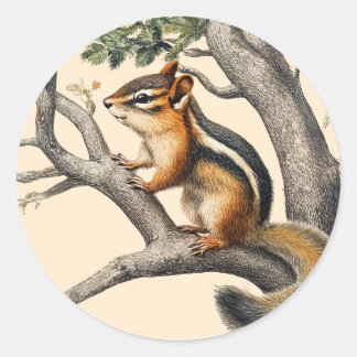 Pegatina Redonda Esbozo de Chipmunk vintage para los amantes de la 