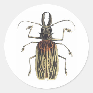 Pegatina Redonda Escarabajo de cuerno largo, Prionus Cervicornis