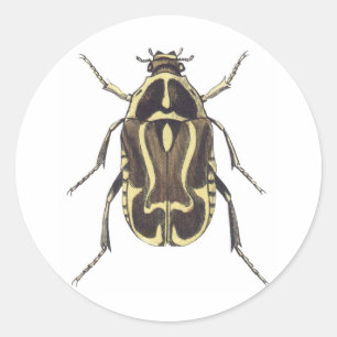 Pegatina Redonda Escarabajo del escarabajo