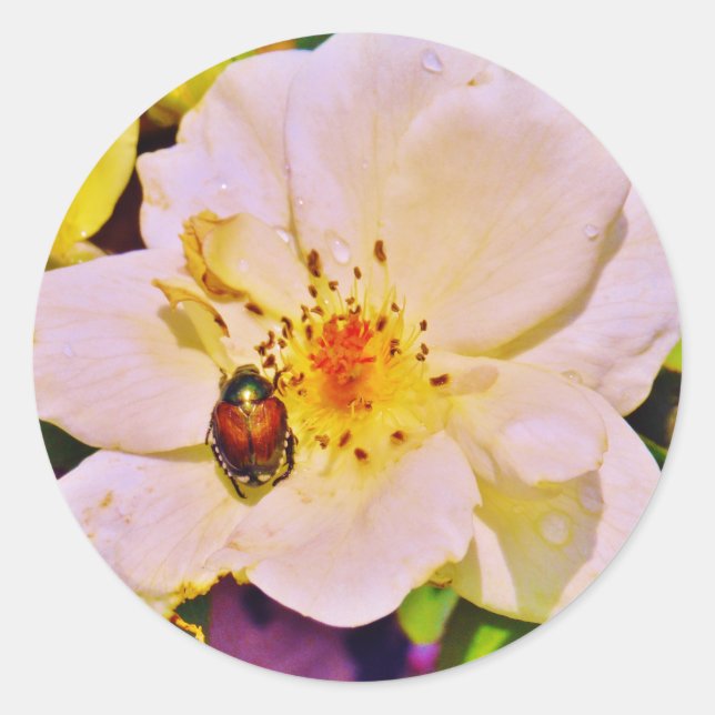 Pegatina Redonda Escarabajo japonés sobre rosa blanco (Anverso)