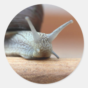 Pegatina Redonda Escargot