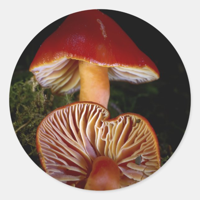 Pegatina Redonda Escarlata Scarlet Saxcap (Anverso)