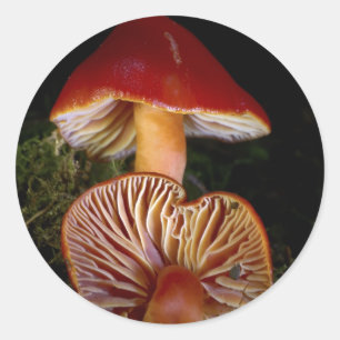 Pegatina Redonda Escarlata Scarlet Saxcap