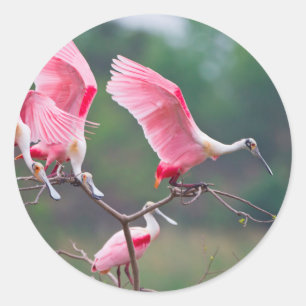 Pegatina Redonda Espátulas Rosadas (Ajaia Ajaja) aterrizando