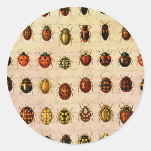 Pegatina Redonda Espécimen Patrón de Mariquita Vintage Insecto Anti