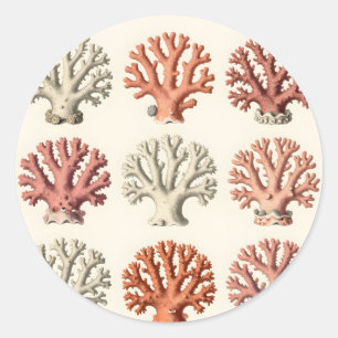 Pegatina Redonda Especímenes de coral vintage botánico marino