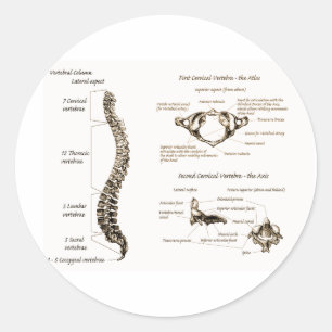 Pegatina Redonda Espina dorsal