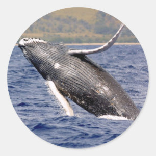 Pegatina Redonda Esplandor de ballenas jorobadas