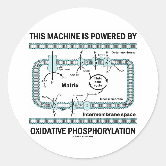 Pegatina Redonda Esta Máquina Alimentada Por Fosforilación Oxidativ (Anverso)