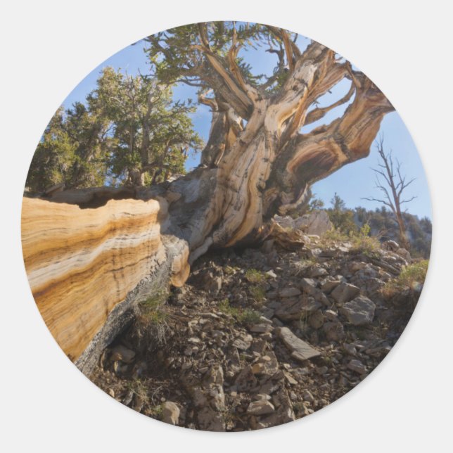 Pegatina Redonda Estados Unidos, California, Bosque Nacional Inyo 1 (Anverso)