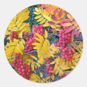 Pegatina Redonda Estados Unidos, Washington, West Mountain Ash, Oka