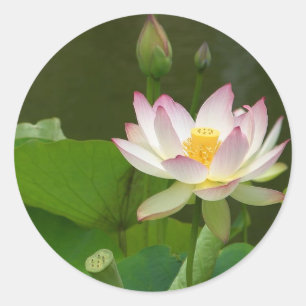 Pegatina Redonda Estanques de flores de Lotus