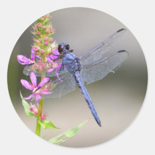 Pegatina Redonda Este de Pondhawk