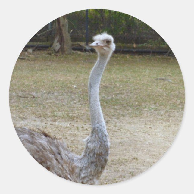 Pegatina Redonda Estirar (Anverso)