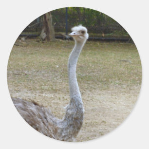 Pegatina Redonda Estirar