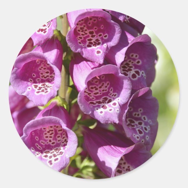 Pegatina Redonda Estopa púrpura (Anverso)