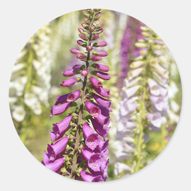 Pegatina Redonda Estopa púrpura (Anverso)