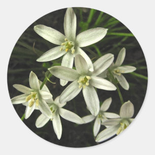 Pegatina Redonda Estrella de Belén