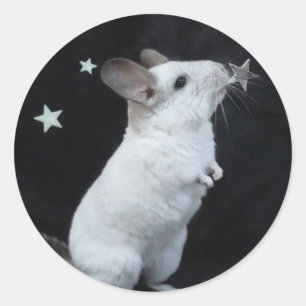 Pegatina Redonda Estrella de Chinchilla