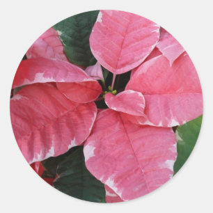 Pegatina Redonda Estrella plateada de mármol Poinsettias Flor de va