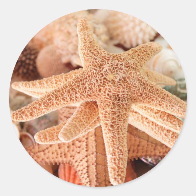 Pegatina Redonda Estrellas de mar secas vendidas como souvenirs 2 (Anverso)