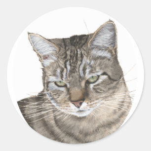 Pegatina Redonda Estudio de cabeza de gato tabby de pelo corto