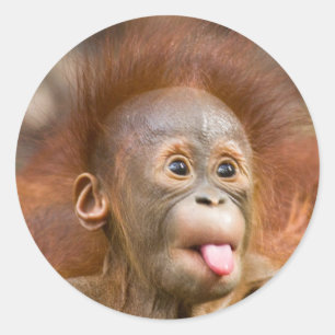 Pegatina Redonda Estupideces 2