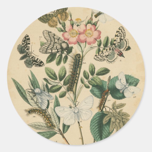 Pegatina Redonda Etapas de la vida de la mariposa por Vision Studio (Anverso)