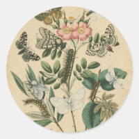 Etapas de la vida de la mariposa por Vision Studio