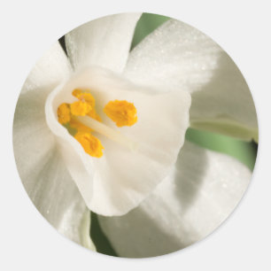 Pegatina Redonda Evento Y Boda De Primavera De Flor Blanca